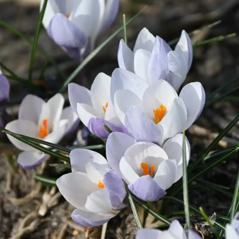 Crocus weldenii ‘Fairy‘ | Dagdeal