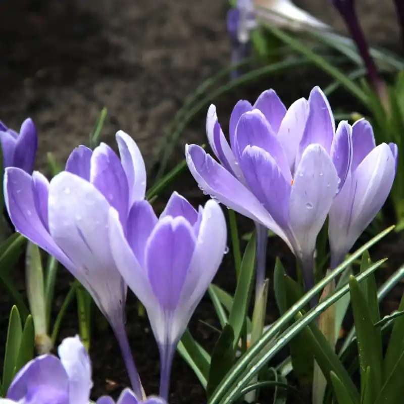 Tijdelijke aanbieding - Crocus vernus ‘Vanguard‘