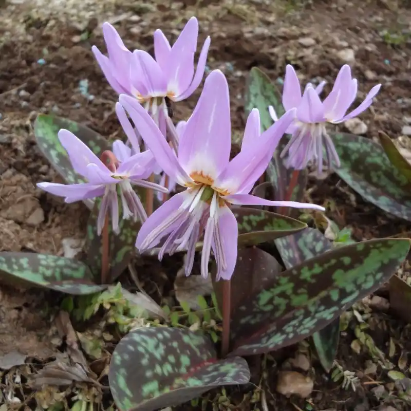 Erythronium dens-canis ‘Moerheimii‘ - Aanbieding loopt bijna af