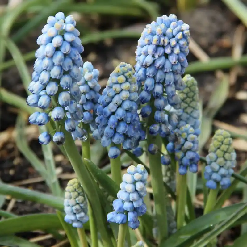 Outlet | Muscari armeniacum ‘Manon‘