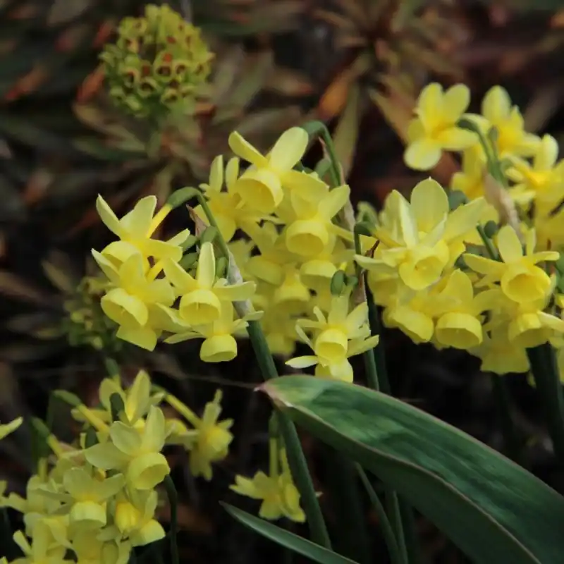 Narcissus ‘Angel‘s Whisper‘ | Online kopen