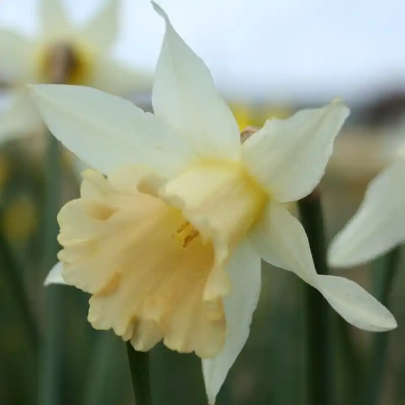 Lage prijs | Narcissus ‘Apricot‘
