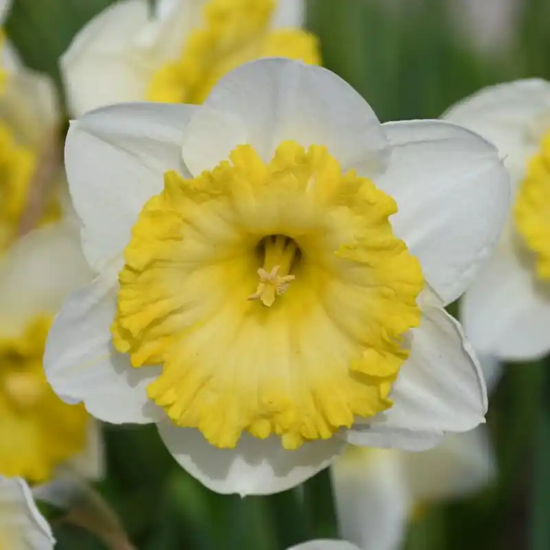 Nieuw binnen | Narcissus ‘Bright Sun‘