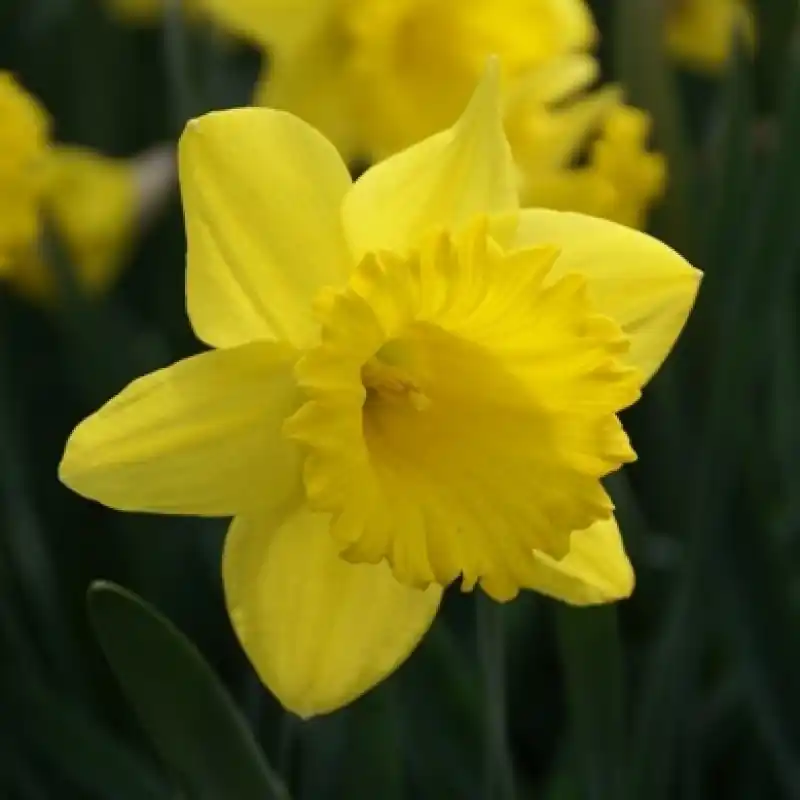Expreslevering | Narcissus ‘Dutch Master‘