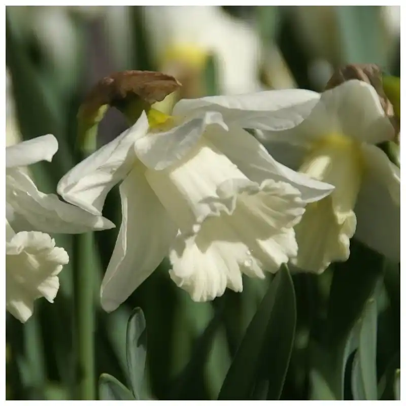 Narcissus ‘Mount Hood‘ - Speciale aanbieding