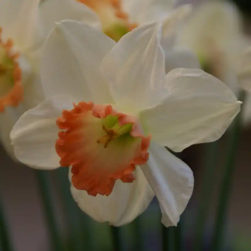Narcissus ‘Pink Charm‘ | Bespaar nu
