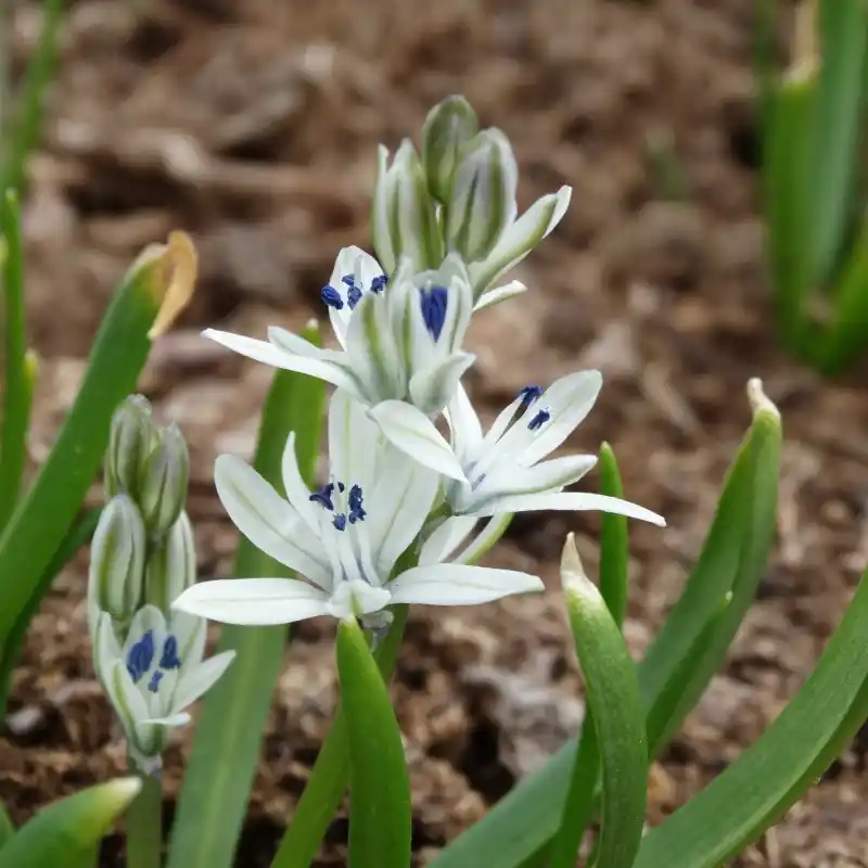 Snelle verzending | Scilla puschkinioides