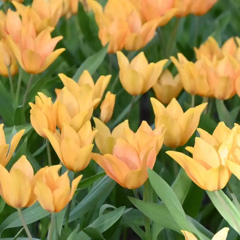 Tulipa praestans ‘Shogun‘ | Rechtstreeks van de fabrikant