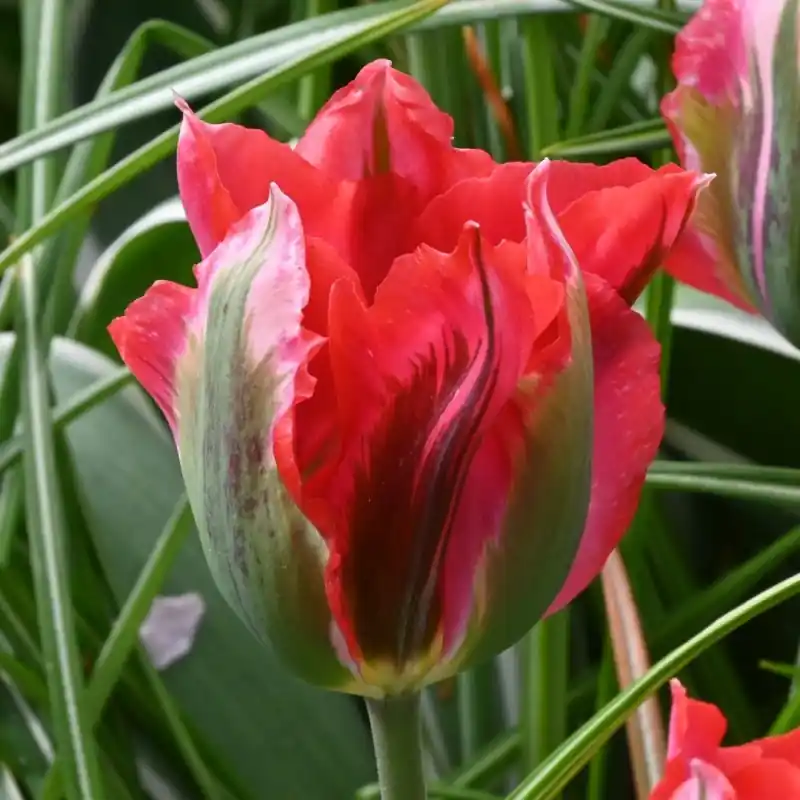 Tulipa ‘Esperanto‘ - Verlaagde prijs