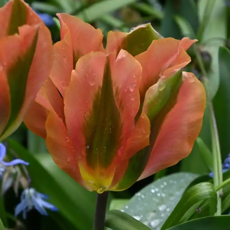 Tulipa ‘Artist‘ | Nieuw product