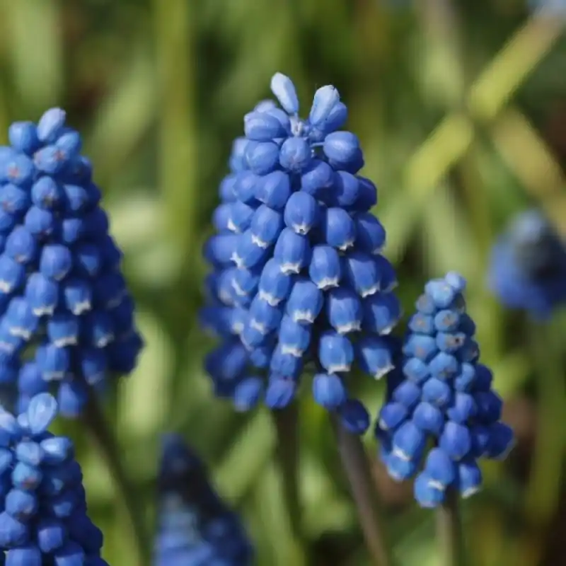 Muscari aucheri ‘Blue Magic‘ | Topdeal