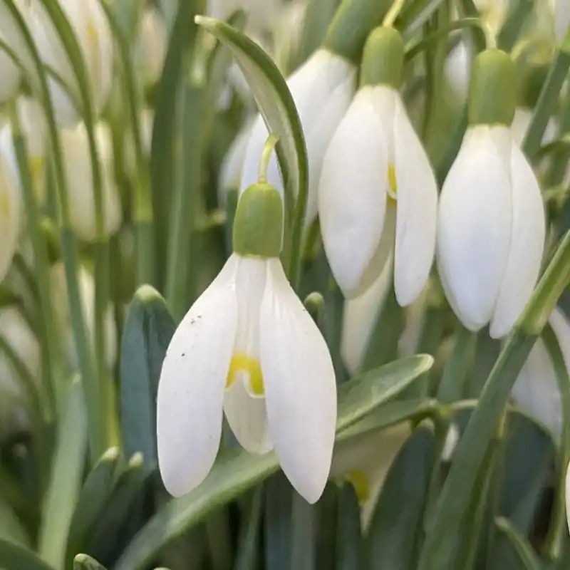 Net binnen | Galanthus ‘Blonde Inge‘