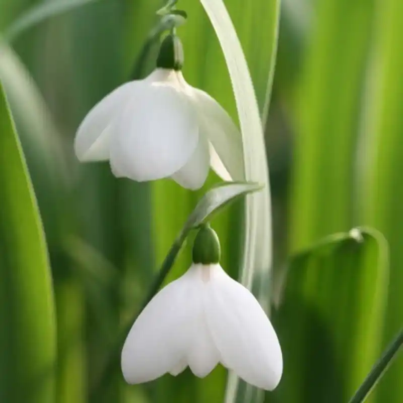 Galanthus ‘White Perfection‘ | Nieuw in het assortiment