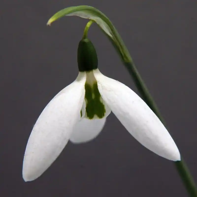 Aanrader | Galanthus ‘Kite‘