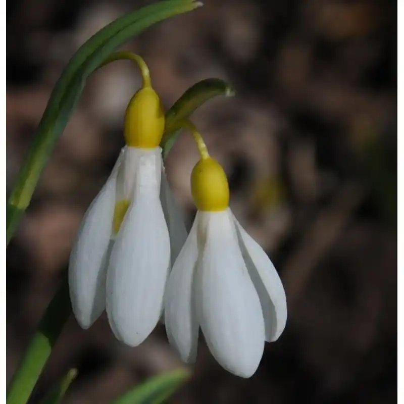 Galanthus ‘Madelaine‘ | Scherpe prijs