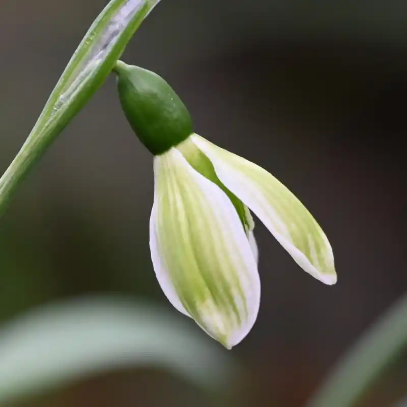 Galanthus ‘Rosemary Burnham‘ | Direct van de fabrikant