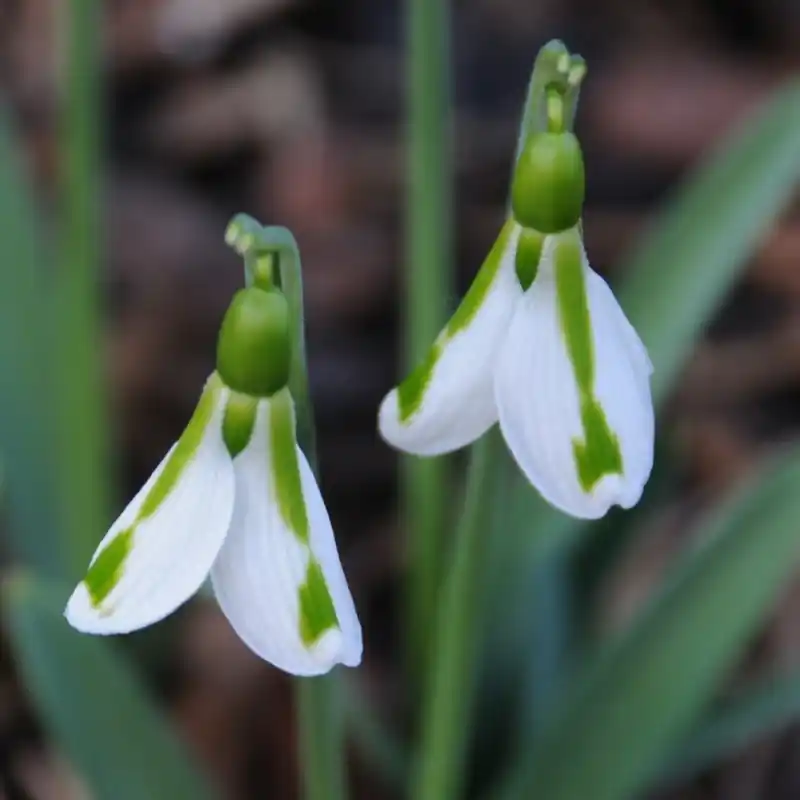 Galanthus ‘South Hayes‘ | Snelle levering