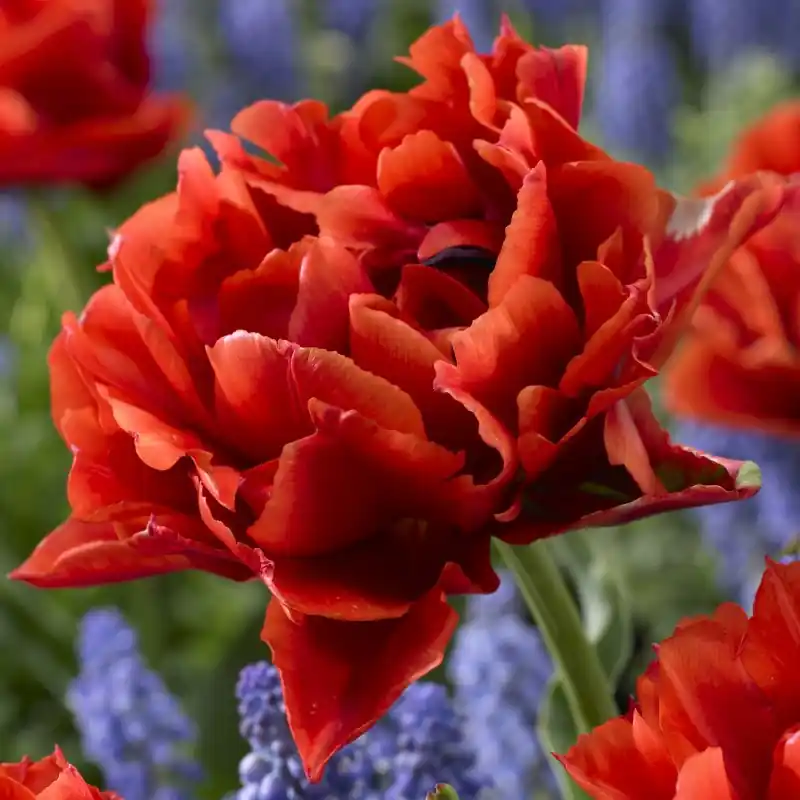 Rechtstreeks uit de fabriek | Tulipa ‘Pieter Geraedts‘