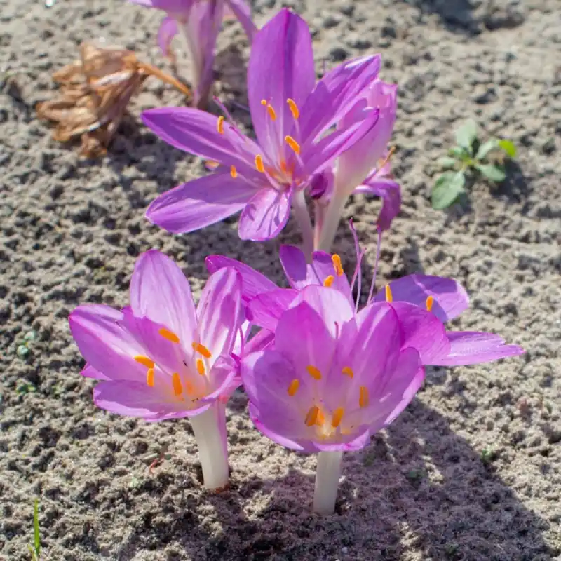 Colchicum cilicicum ‘Purpureum‘ - Topdeal