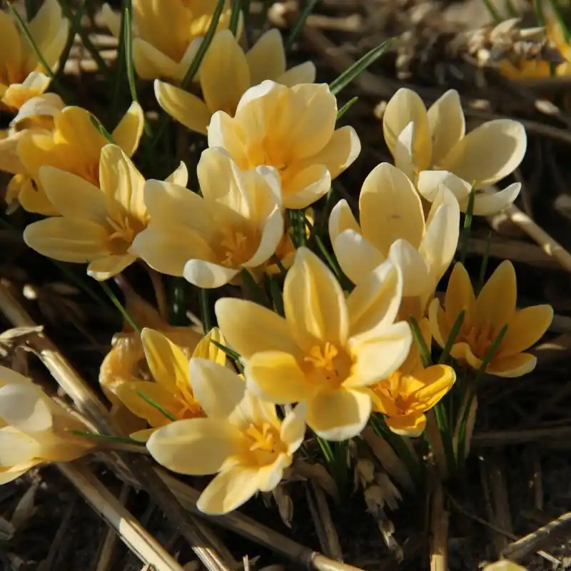 Pak je kans | Crocus chrysanthus ‘Romance‘