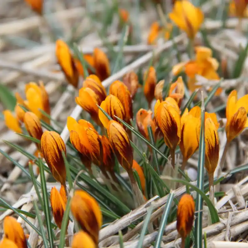 Crocus balansae ‘Orange Monarch‘ - Laatste dagen