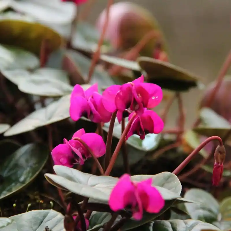 Hoog gewaardeerd | Cyclamen coum ‘Meaden‘s Crimson‘