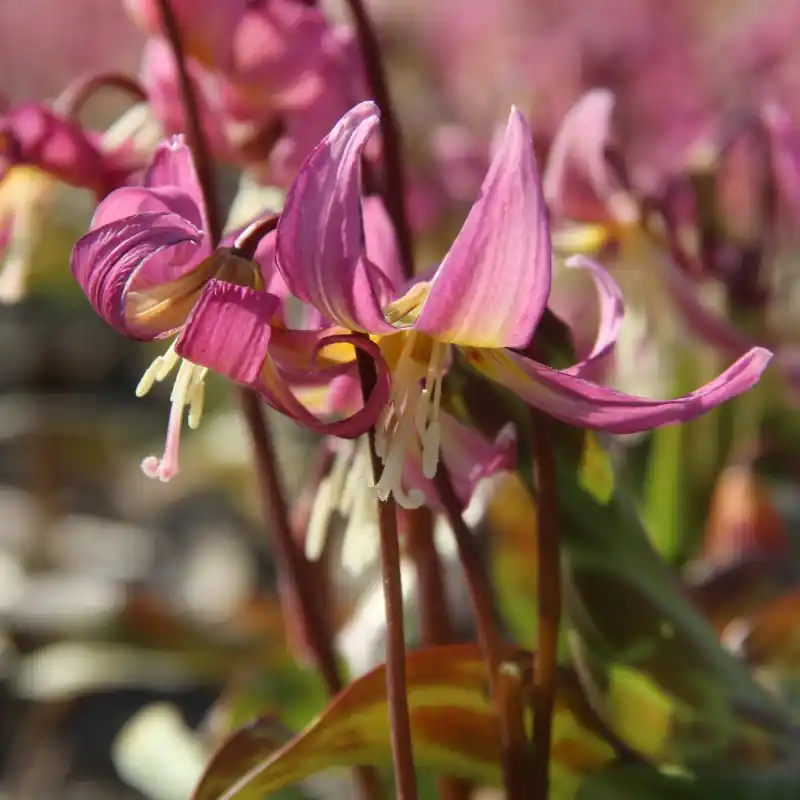 Erythronium x revolutum ‘Grand Old Man’ | Bestel vandaag