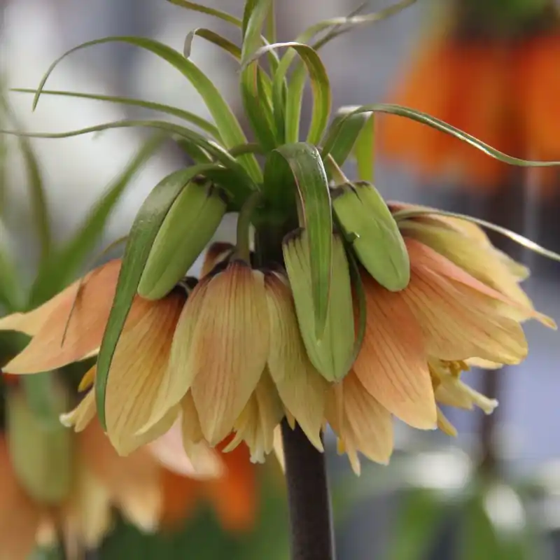 Fritillaria ‘Early Fantasy‘ | Aanrader