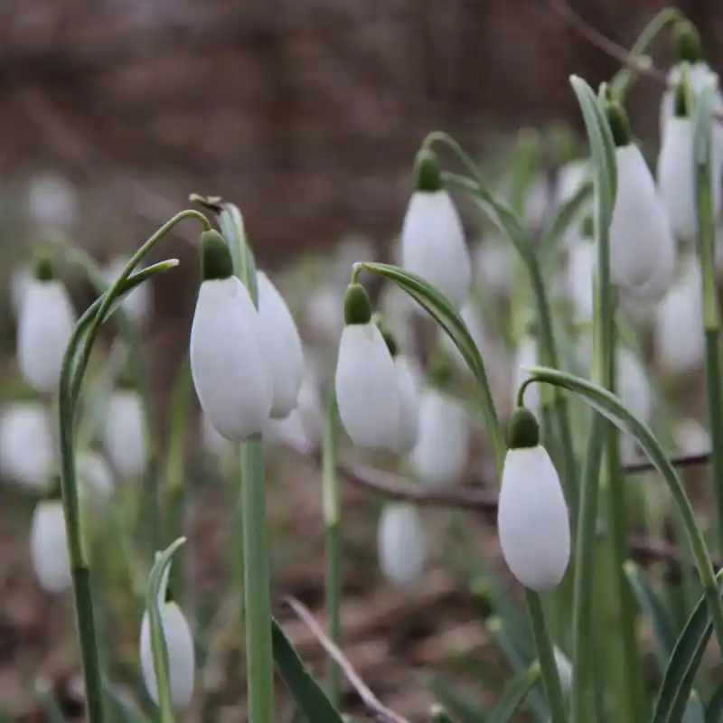 Galanthus ‘Maximus‘ - Koopje