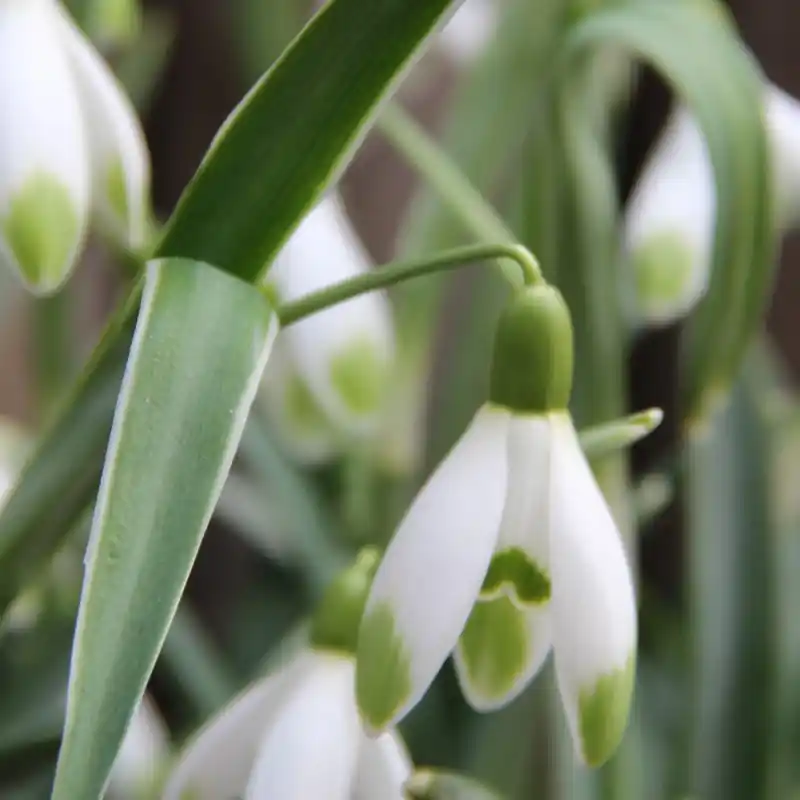Galanthus ‘Warei‘ (Green Group) | Speciale aanbieding