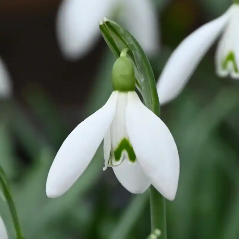 Galanthus ‘White Dream‘ | Favoriet van klanten