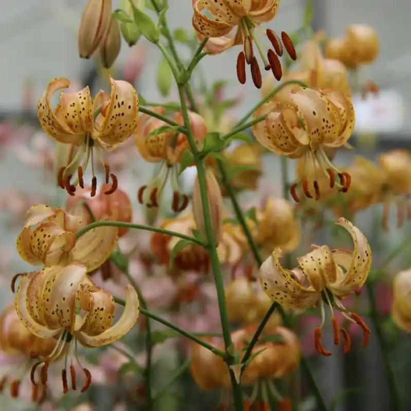 Direct leverbaar | Lilium martagon ‘Peppard Gold‘