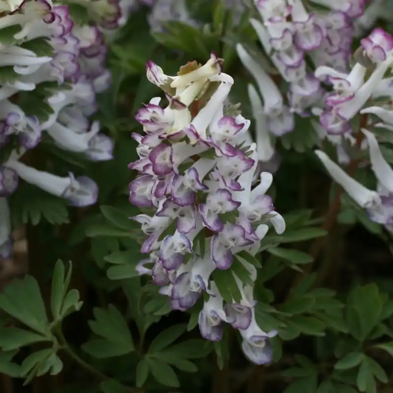 Corydalis solida ‘Merlin‘ - Actie loopt bijna af