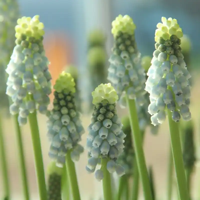 Muscari armeniacum ‘Esther‘ - Hoge kwaliteit