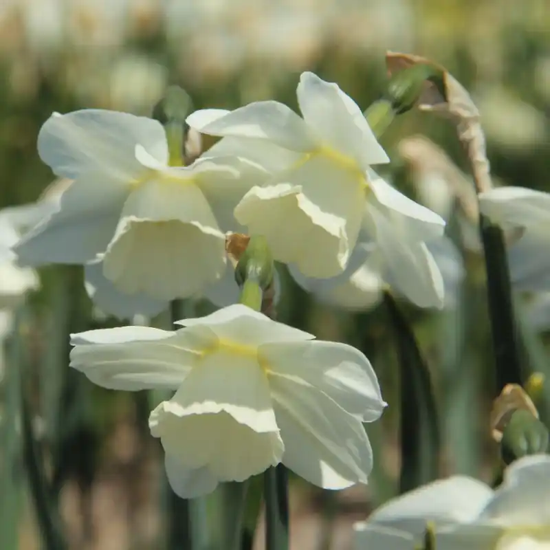 Bespaar nu - Narcissus ‘Waxwing‘