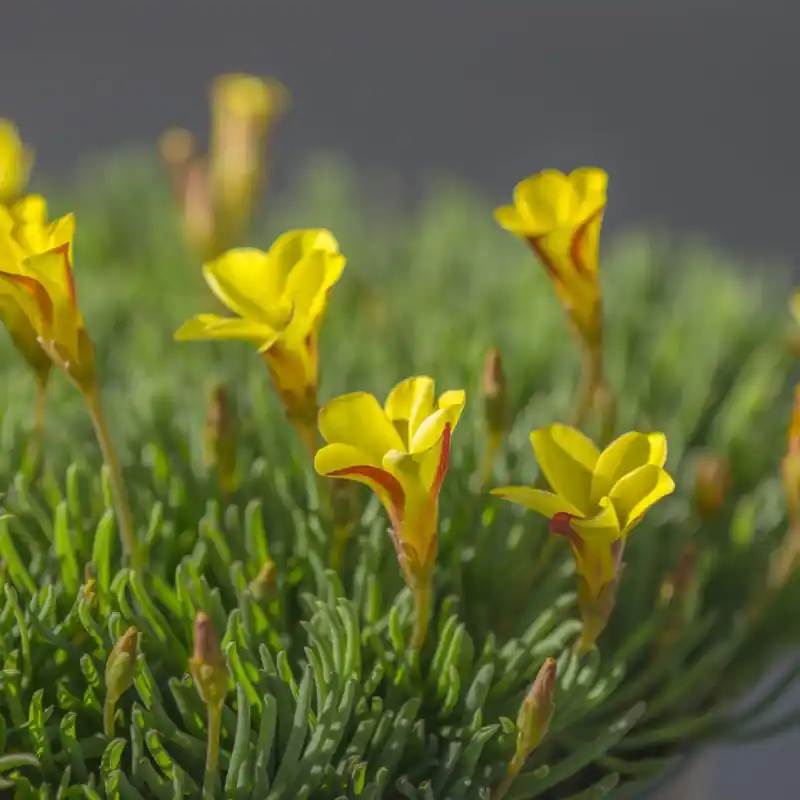 Zeer goed beoordeeld - Oxalis versicolor ‘Golden Cape‘