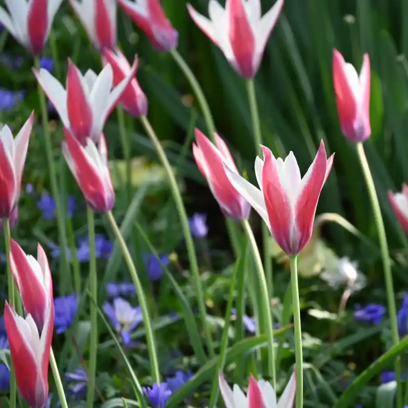 Tulipa clusiana ‘Peppermintstick‘ - Aanbieding loopt bijna af