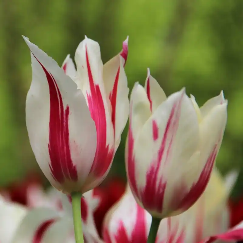 Opruiming - Tulipa ‘Marilyn‘