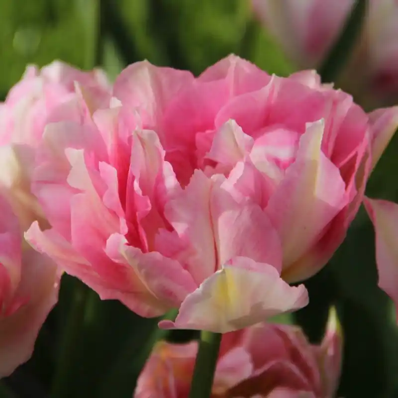 Nu beschikbaar - Tulipa ‘Tailleux‘