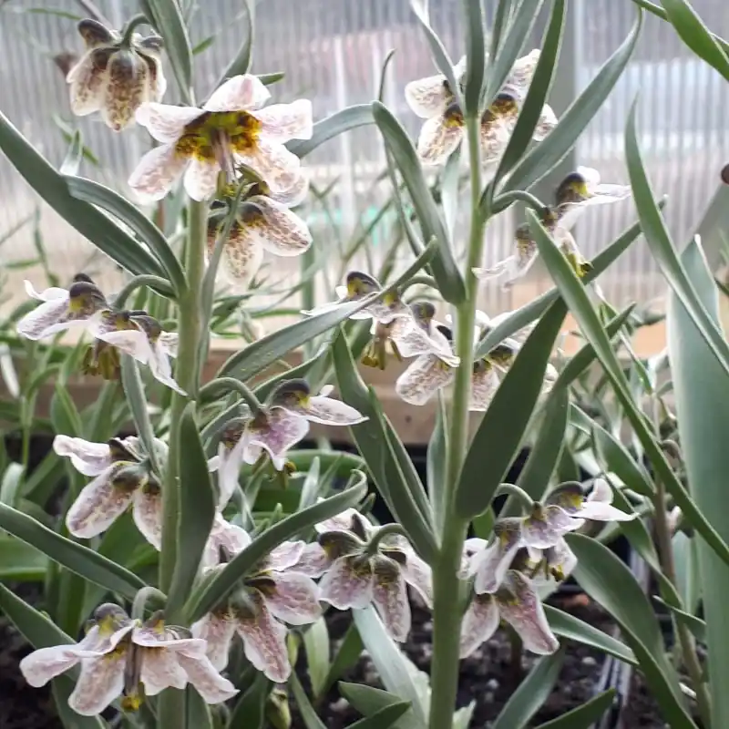 Fritillaria gibbosa - Direct van de fabrikant