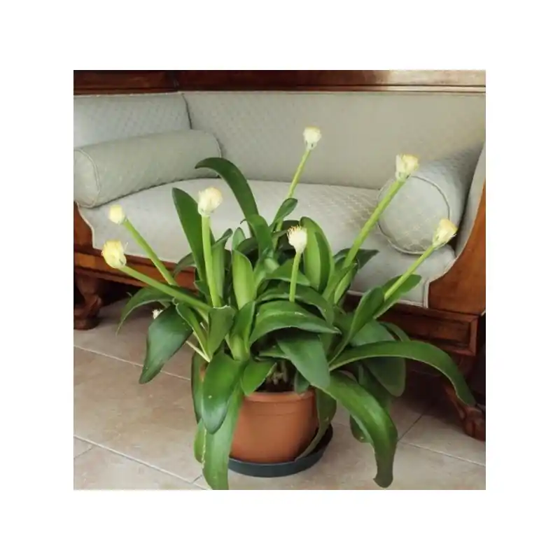 Spoedlevering | Haemanthus albiflos