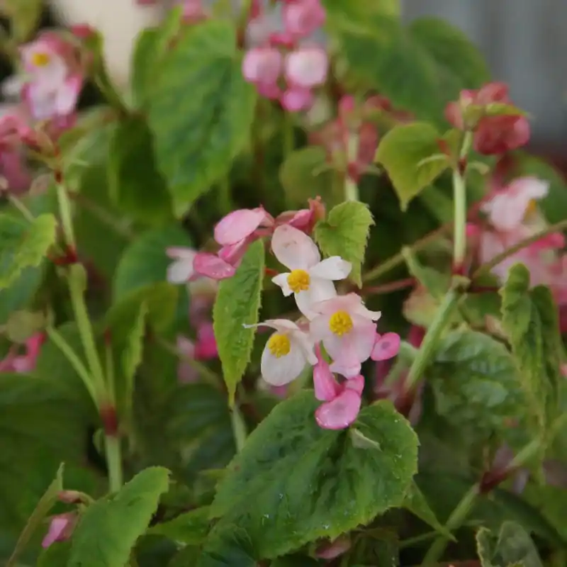 Veilig winkelen - Begonia grandis subsp. sinensis