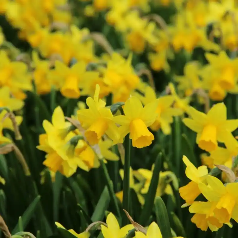 Bestelbaar - Narcissus ‘Tête-à-Tête‘