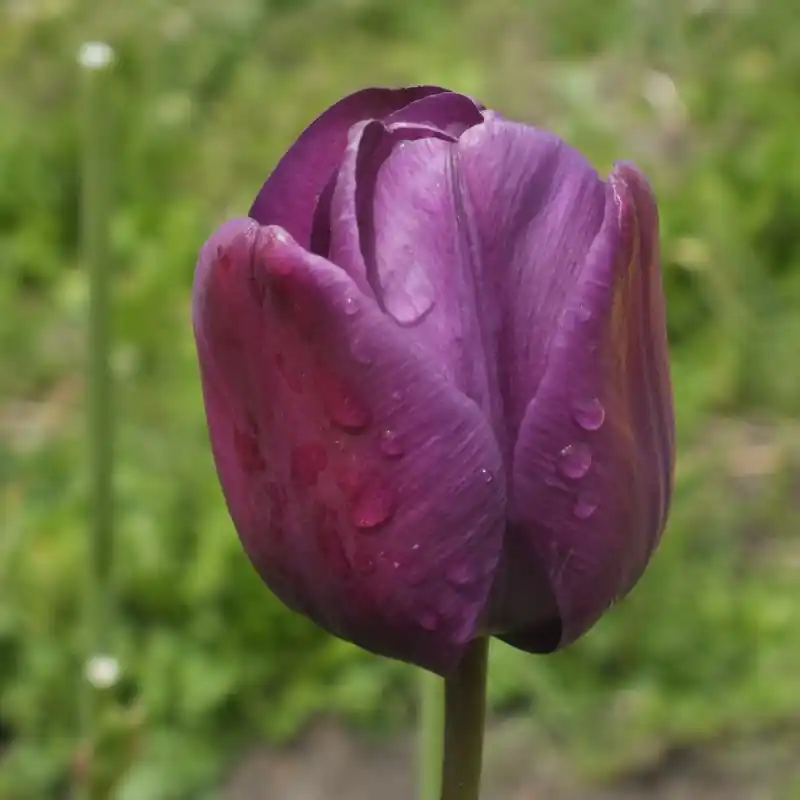 Tulipa ‘Greuze‘ | Prijs verlaagd
