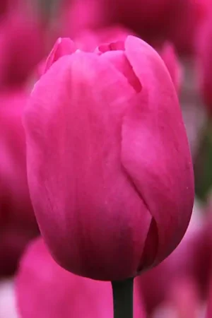 Zeer goed beoordeeld | Tulipa ‘Don Quichotte‘