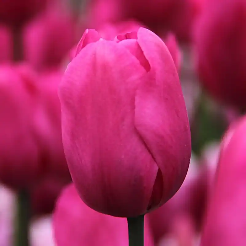 Zeer goed beoordeeld | Tulipa ‘Don Quichotte‘