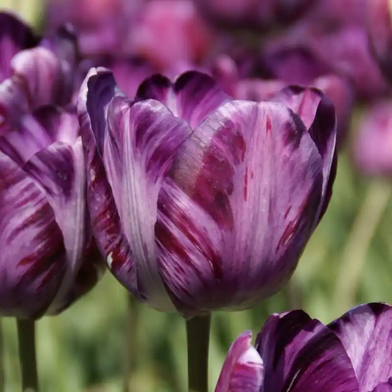 Makkelijk bestellen - Tulipa ‘Columbine Foliage Variegated‘