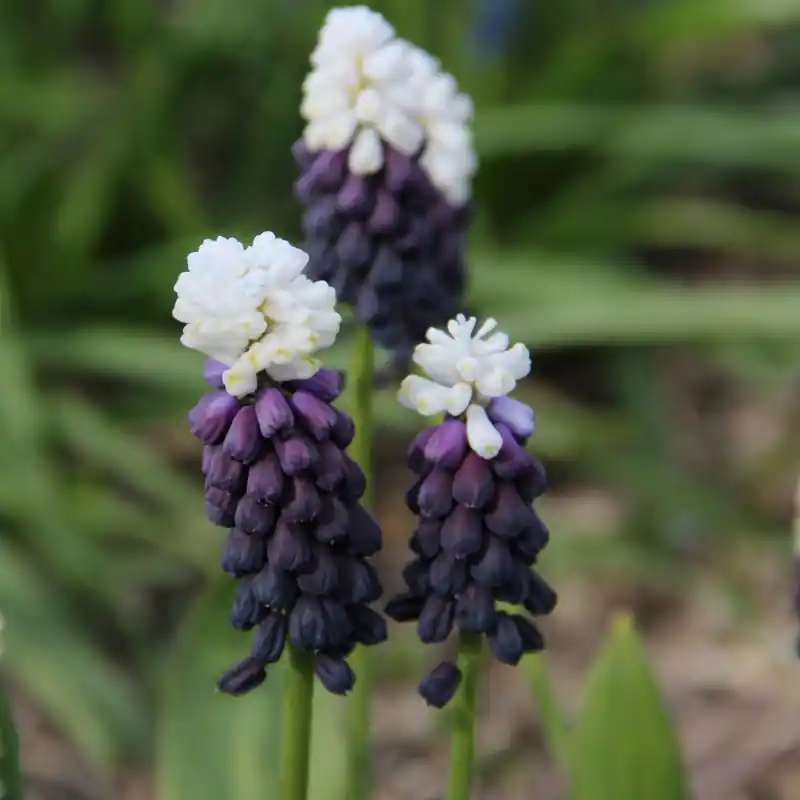 Muscari latifolium ‘Grape Ice‘ | Nog enkele stuks