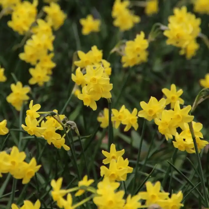 Online kopen | Narcissus ‘Sabrosa‘