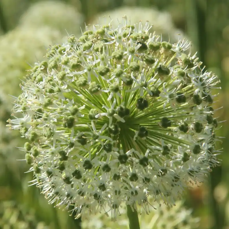 Nog maar een paar beschikbaar | Allium altissimum ‘Album‘